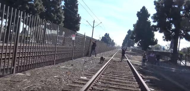 為救它火車都停運，上輩子估計拯救了銀河系，遇到這麼多好心人