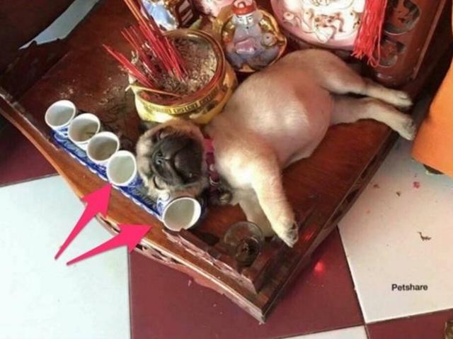 狗狗偷喝土地公的貢酒，在神像台上呼呼大睡，鏟屎官叫都叫不醒