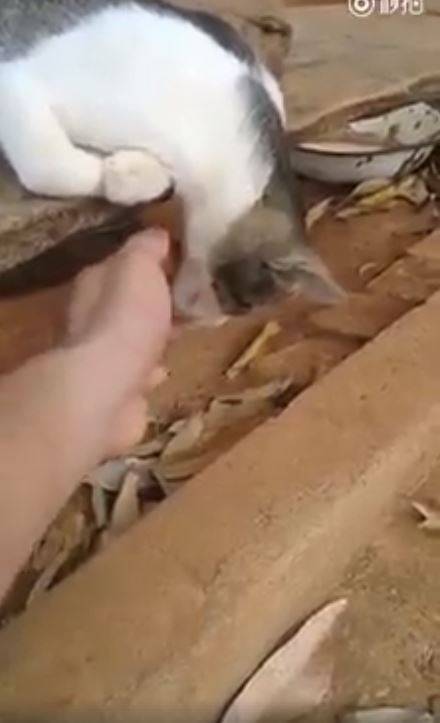 大膽奴才伸手玩弄「完全沒反應」？喵頭晃啊晃網驚呼：皇上還活著嗎...