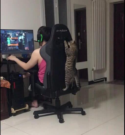 貓咪爬凳子看主人玩遊戲，也成遊戲迷了，是成精了嗎？