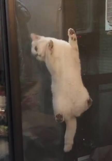 主人下班回家，到處找不到貓咪，掀開窗簾一看笑成了傻子！