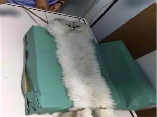 貓咪拍X光，結果被壓成貓餅，委屈的模樣笑壞網友