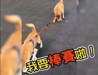 不想散步柴遇上快要噴出柴，兩狗拔河的畫面十分逗趣