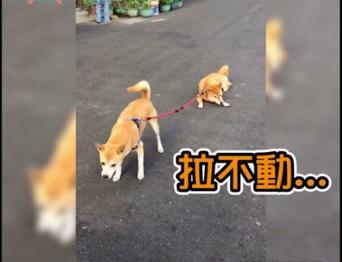 不想散步柴遇上快要噴出柴，兩狗拔河的畫面十分逗趣