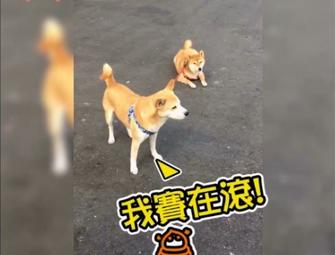 不想散步柴遇上快要噴出柴，兩狗拔河的畫面十分逗趣