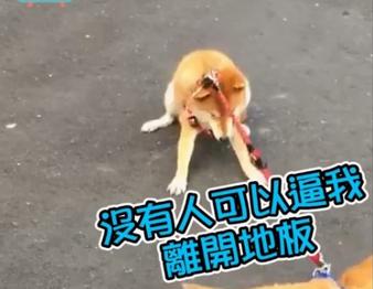 不想散步柴遇上快要噴出柴，兩狗拔河的畫面十分逗趣