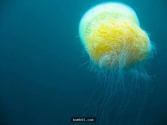 你一定不知道水母的毒性有多強，連任何生物都無法生存的海洋死亡區它們都可以生存！