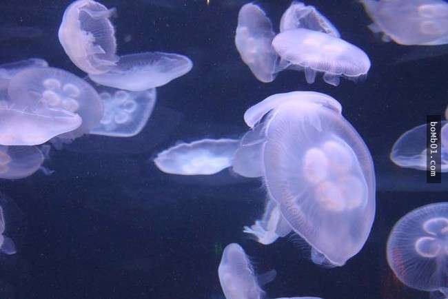 你一定不知道水母的毒性有多強，連任何生物都無法生存的海洋死亡區它們都可以生存！