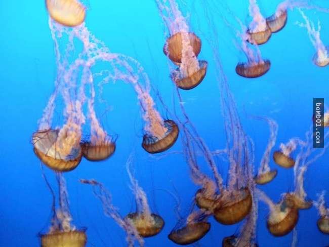 你一定不知道水母的毒性有多強，連任何生物都無法生存的海洋死亡區它們都可以生存！