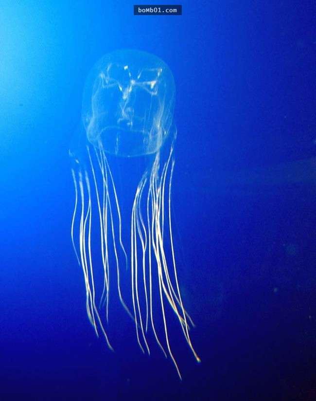 你一定不知道水母的毒性有多強，連任何生物都無法生存的海洋死亡區它們都可以生存！