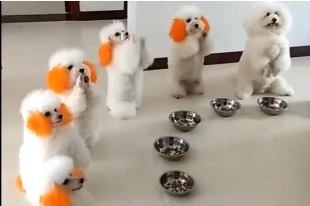 狗狗面對食物時，不停做拜託動作，求主人喊開吃