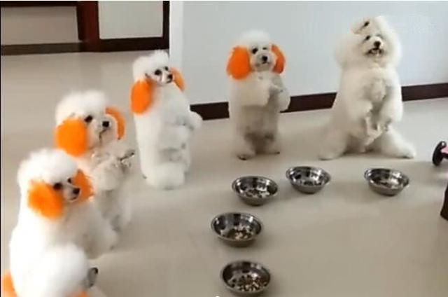 狗狗面對食物時，不停做拜託動作，求主人喊開吃