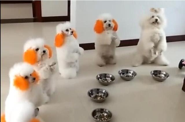 狗狗面對食物時，不停做拜託動作，求主人喊開吃