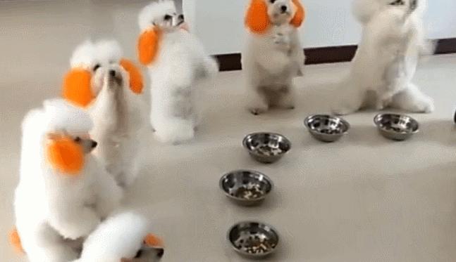 狗狗面對食物時，不停做拜託動作，求主人喊開吃