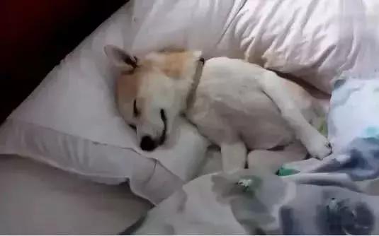 誰說嘴角上的就一定是口水，狗子也是有尊嚴的好嘛！