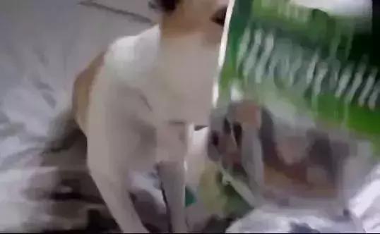 誰說嘴角上的就一定是口水，狗子也是有尊嚴的好嘛！