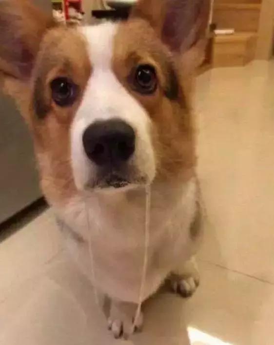 誰說嘴角上的就一定是口水，狗子也是有尊嚴的好嘛！