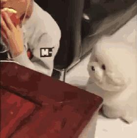 誰說嘴角上的就一定是口水，狗子也是有尊嚴的好嘛！