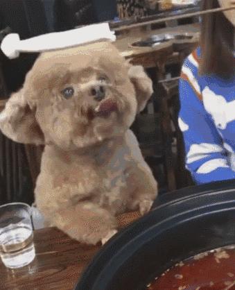 誰說嘴角上的就一定是口水，狗子也是有尊嚴的好嘛！