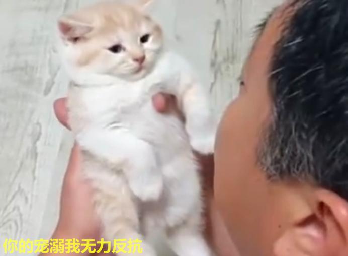 爺爺用逗孫女的把式逗小橘貓，小貓：確認過眼神，是不想理的人