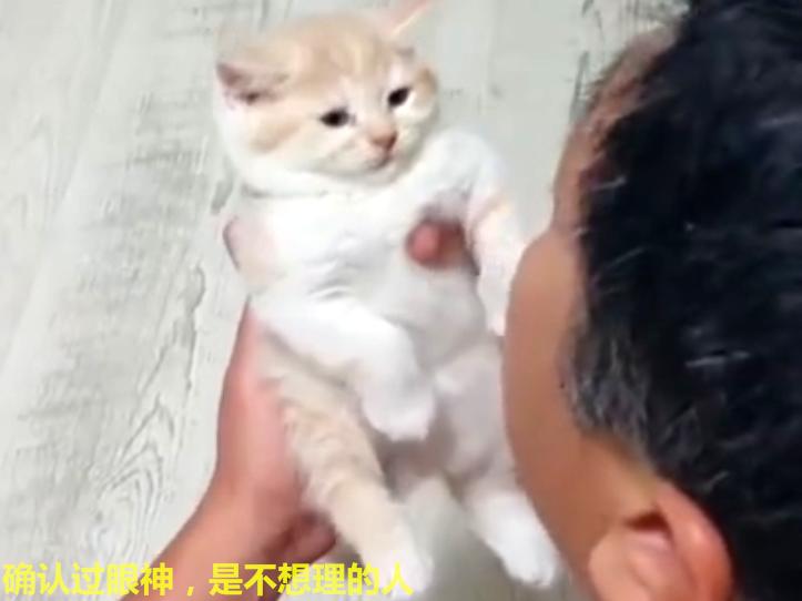 爺爺用逗孫女的把式逗小橘貓，小貓：確認過眼神，是不想理的人