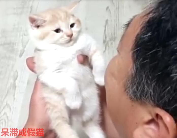 爺爺用逗孫女的把式逗小橘貓，小貓：確認過眼神，是不想理的人