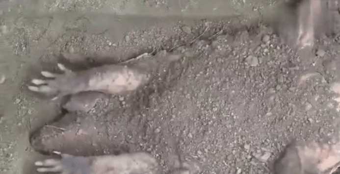 男子發現泥土中掩埋著四腳不明物, 扒開泥土看到這樣的畫面