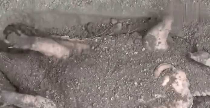 男子發現泥土中掩埋著四腳不明物, 扒開泥土看到這樣的畫面