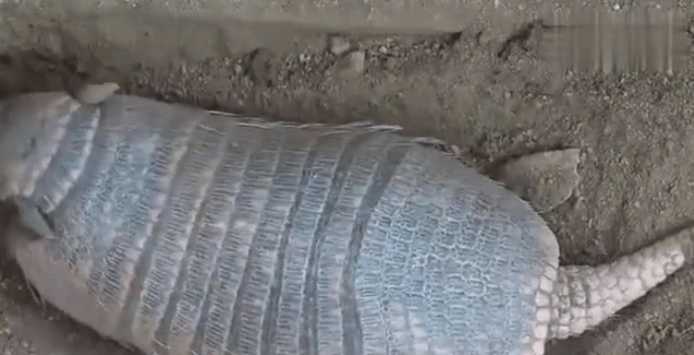 男子發現泥土中掩埋著四腳不明物, 扒開泥土看到這樣的畫面