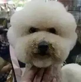 網友出差寄養幾天之後，狗子脫胎換骨，是誰把我的狗掉包了？