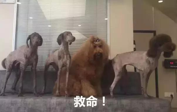網友出差寄養幾天之後，狗子脫胎換骨，是誰把我的狗掉包了？