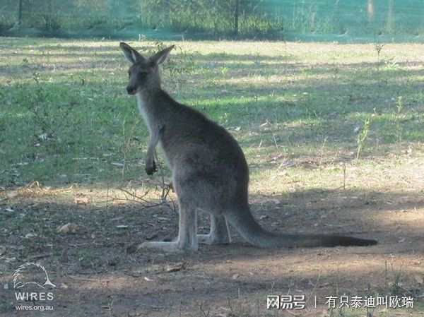 路遇落難國寶　澳少年冒險跳泥漿…小袋鼠獲救滿臉萌