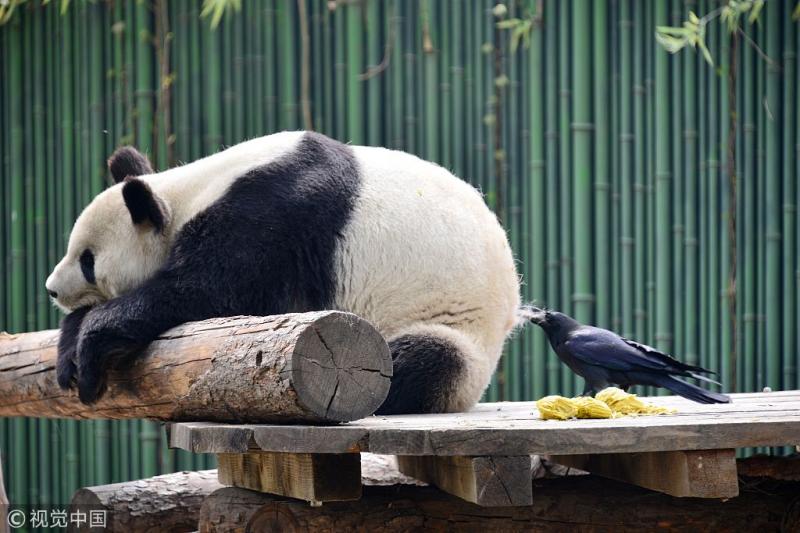 大膽！烏鴉竟偷拔大熊貓屁毛做窩 盤點那些動物間的有趣互動