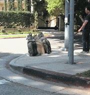 上班途中網友看到三隻哈士奇排隊而坐