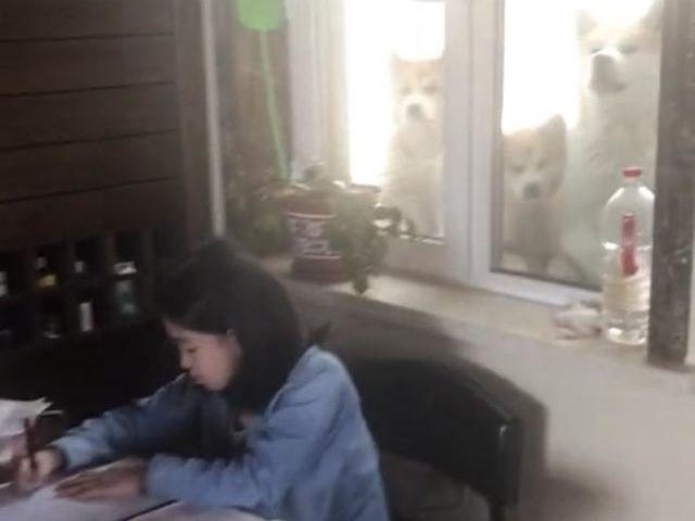 老師，你再給我這麼多作業，我家3隻狗可能就要在路上堵你了