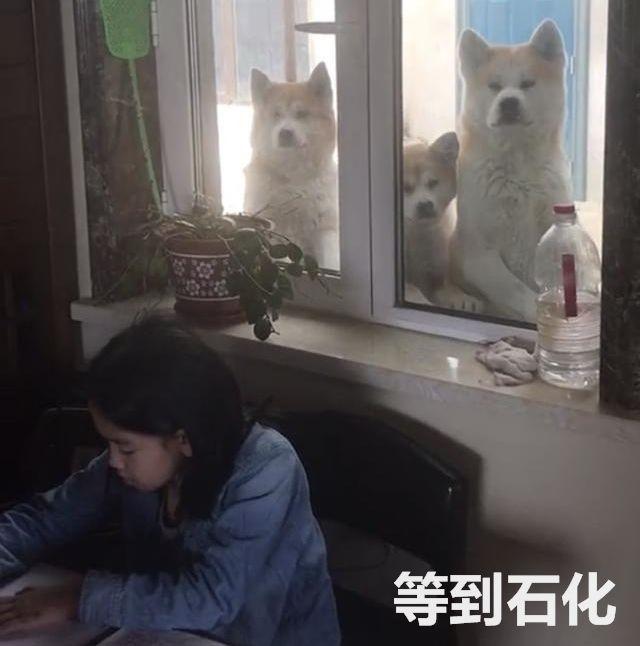 老師，你再給我這麼多作業，我家3隻狗可能就要在路上堵你了