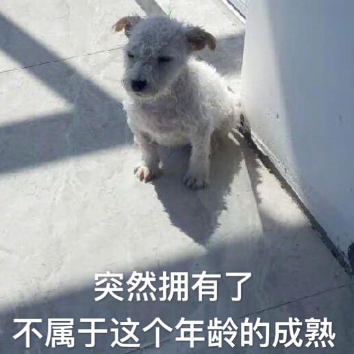 心疼狗子，一夜長大，突然就擁有了不屬於這個年齡的成熟