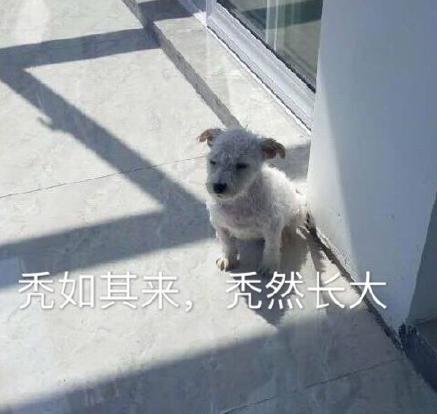 心疼狗子，一夜長大，突然就擁有了不屬於這個年齡的成熟