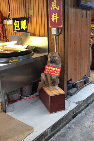 超敬業代表！火鍋店狗狗「坐門前招客人」，「偷偷打瞌睡」也不走主人笑：抱進去又跑出來~
