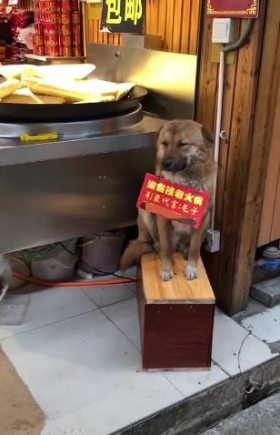 超敬業代表！火鍋店狗狗「坐門前招客人」，「偷偷打瞌睡」也不走主人笑：抱進去又跑出來~