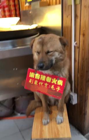 超敬業代表！火鍋店狗狗「坐門前招客人」，「偷偷打瞌睡」也不走主人笑：抱進去又跑出來~