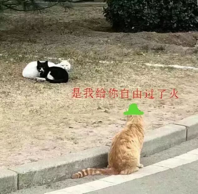 3隻校貓平時相親相愛，但當橘貓看到這一幕頓時炸了