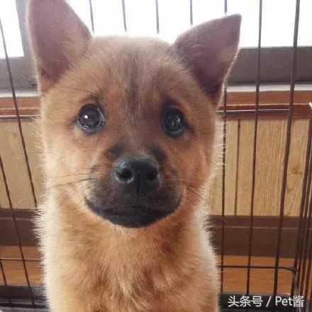 如果狗狗沒將主人引開，他估計跟鄰居一樣凶多吉少，這狗真沒白養啊