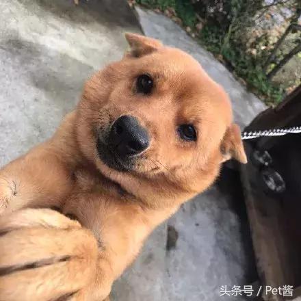 如果狗狗沒將主人引開，他估計跟鄰居一樣凶多吉少，這狗真沒白養啊