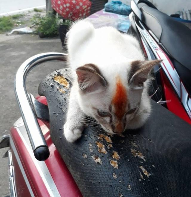 網友得罪貓咪後，上班前看到貓趴在他車上，再走近一看他後悔萬分！