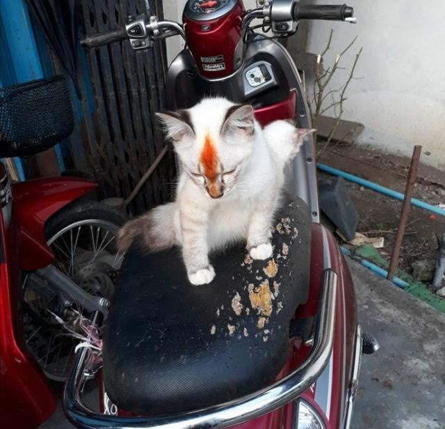 網友得罪貓咪後，上班前看到貓趴在他車上，再走近一看他後悔萬分！