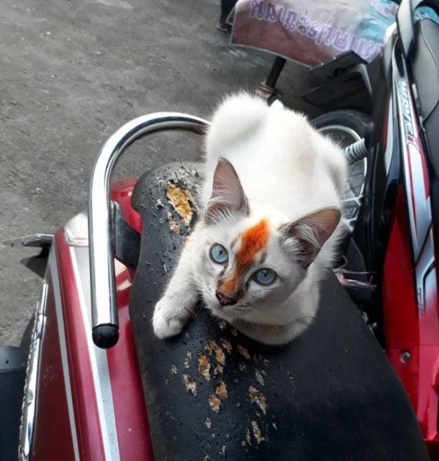 網友得罪貓咪後，上班前看到貓趴在他車上，再走近一看他後悔萬分！