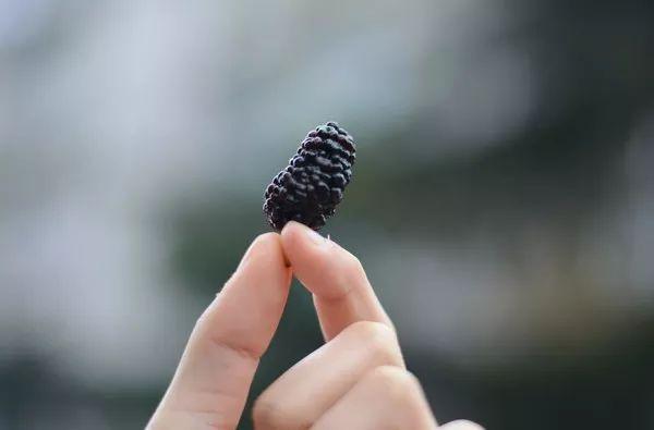 你還吃桑葚嗎？趕緊來看看吧，可別怪我沒提醒你！ 