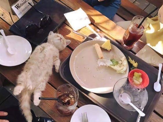 小橘貓在主人的飯桌上睡著了，這罕見的睡姿，太可愛了
