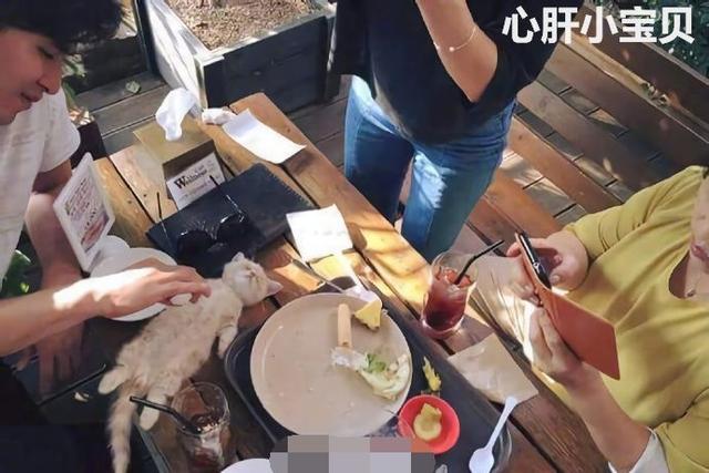 小橘貓在主人的飯桌上睡著了，這罕見的睡姿，太可愛了